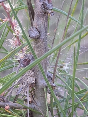 Hakea ulicina, photograph (c) Ian Rainbow, some rights reserved (CC BY)