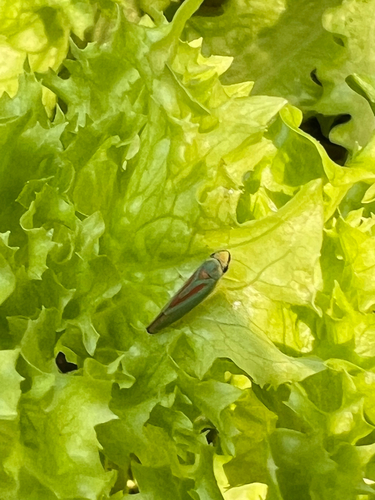 Rhododendron Leafhopper