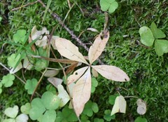 Lysimachia europaea