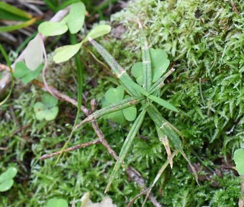 Rabelera holostea