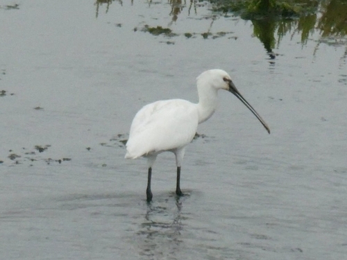 Eurasian Spoonbill