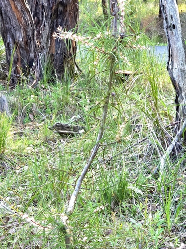 Hakea ulicina, photograph 4