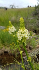 Toxicoscordion venenosum