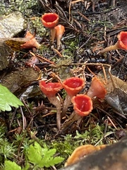 Microstoma protractum