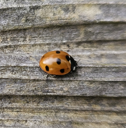 Seven-spotted Lady Beetle