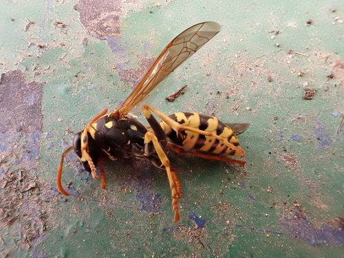 European Paper Wasp