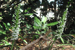 Platanthera elegans elegans