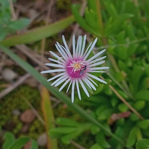 Delosperma crassuloides (Delosperma crassuloides)