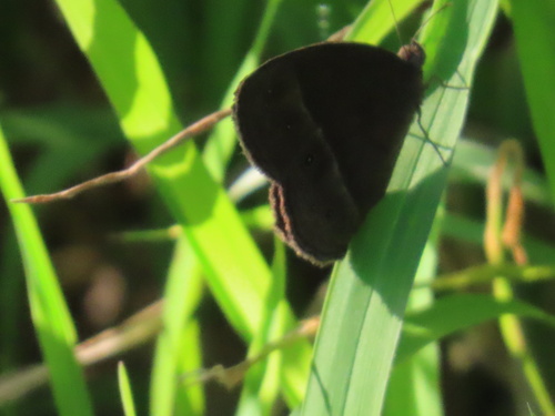 Dingy Bushbrown