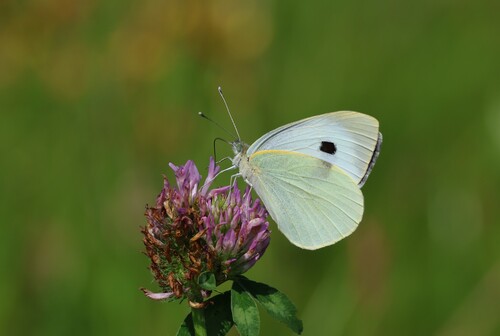 Large White