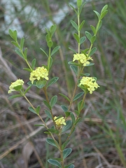 Pimelea flava