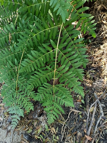 European royal fern