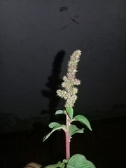 Amaranthus asplundii
