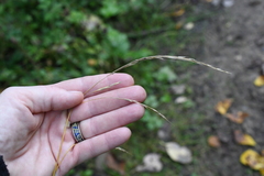 Lolium giganteum