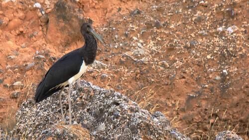 Black Stork