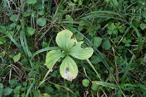 Paris quadrifolia