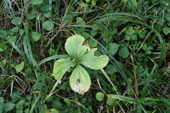Paris quadrifolia