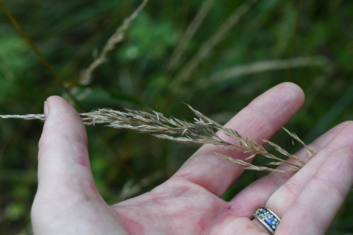 Calamagrostis canescens