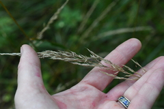 Calamagrostis canescens