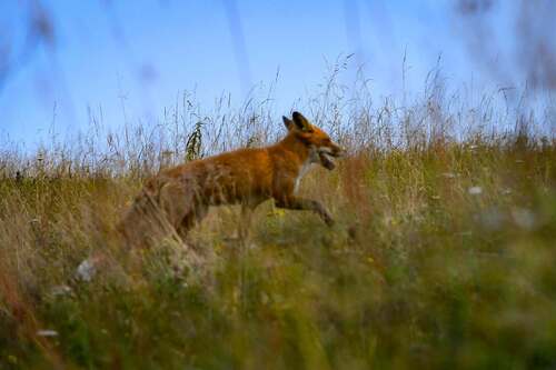 Red Fox