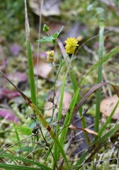 Trifolium aureum, photograph (c) Марина Садыкова, some rights reserved (CC BY)