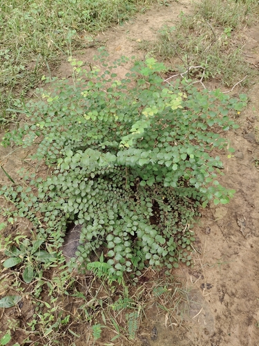 Ziziphus oenopolia observed 2026-09-21