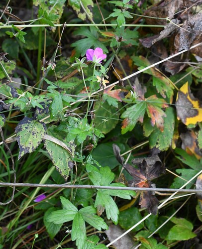 Geranium palustre, photograph 1