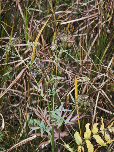 Sium latifolium observed 2026-09-21