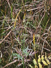 Sium latifolium