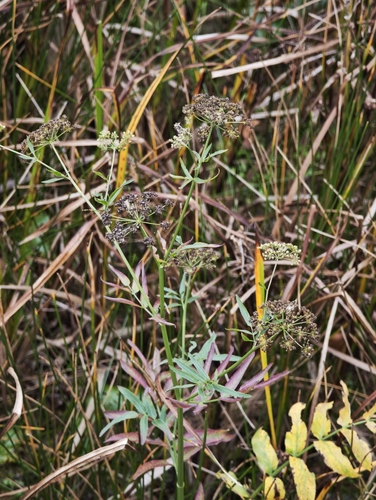 Sium latifolium, photograph 2