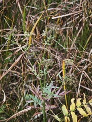 (c) Igor Balashov, some rights reserved (CC BY) Sium latifolium, photograph (c) Igor Balashov, some rights reserved (CC BY)