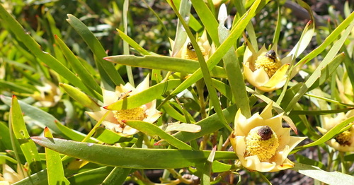 Leucadendron eucalyptifolium, photograph 3