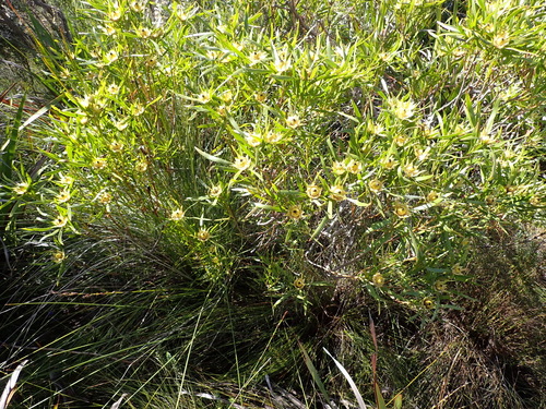 Leucadendron eucalyptifolium, photograph 4