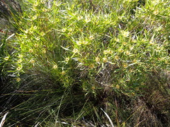 Leucadendron eucalyptifolium, photograph (c) Nicola van Berkel, some rights reserved (CC BY-SA)