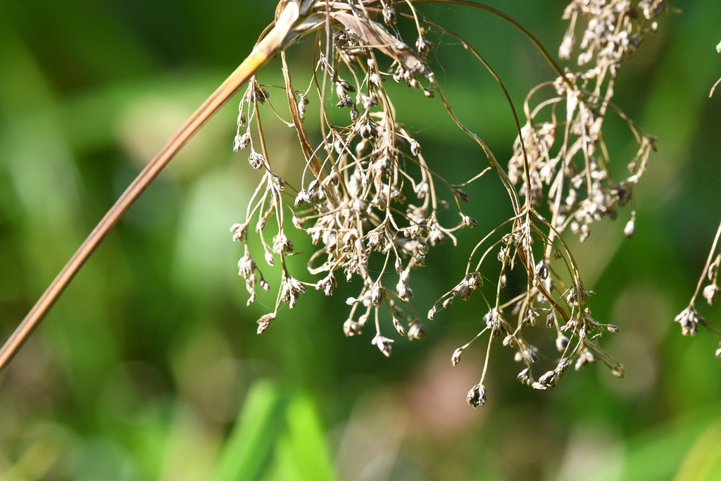 Scirpus sylvaticus; photograph (c) Марина Садыкова, some rights reserved (CC BY)