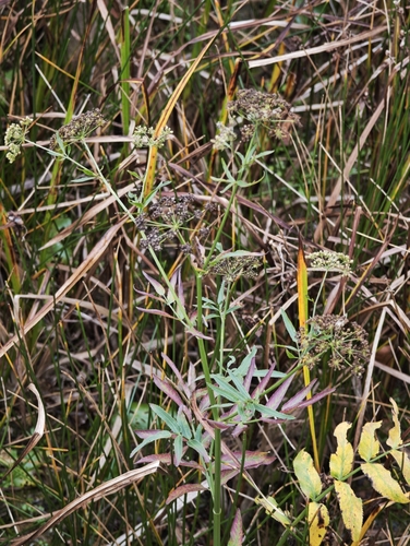 Sium latifolium, photograph 3