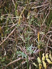 (c) Igor Balashov, some rights reserved (CC BY) Sium latifolium, photograph (c) Igor Balashov, some rights reserved (CC BY)