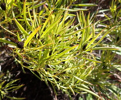 Leucadendron salignum, photograph (c) Nicola van Berkel, some rights reserved (CC BY-SA)