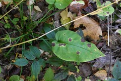 Pulmonaria obscura
