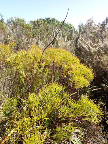Leucadendron salignum, photograph 5