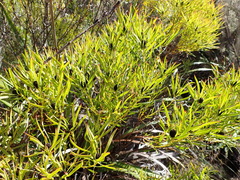 Leucadendron salignum, photograph (c) Nicola van Berkel, some rights reserved (CC BY-SA)