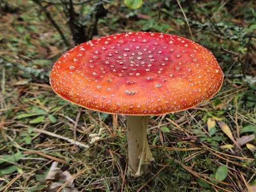 Fly Agaric