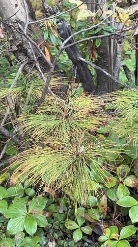 wood horsetail