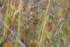 Scheuchzeria palustris