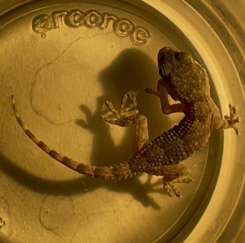 Moorish Gecko