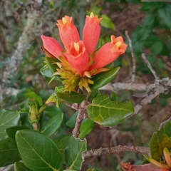 Burchellia bubalina