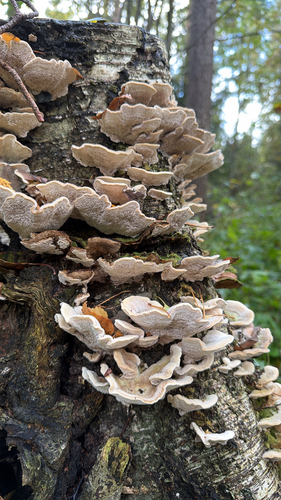 Mossy Maze Polypore