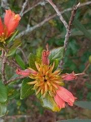 Burchellia bubalina, photograph author not stated, no rights reserved