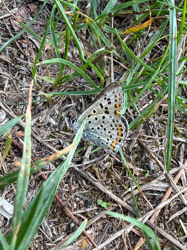 Sooty Copper