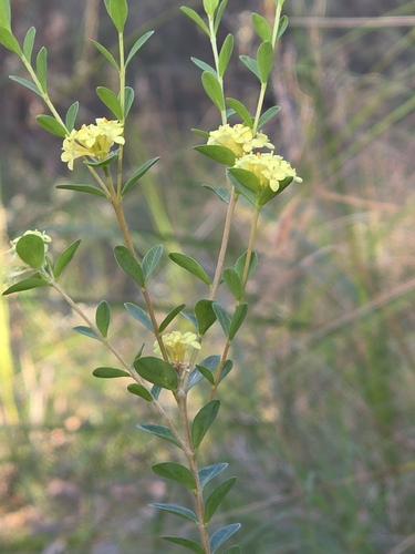 Pimelea flava, photograph 2